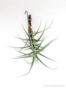 Tillandsia arhiza- szilfán