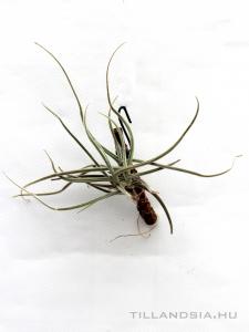 Tillandsia crocata