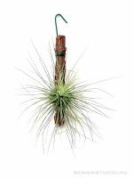 Tillandsia fuchsii forma gracilis