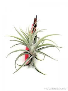 Tillandsia harrisii- szilfán