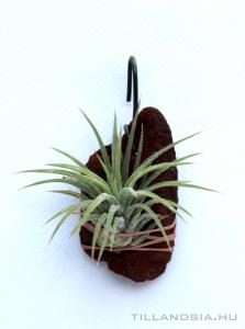 Tillandsia ionantha 'Ionantha'