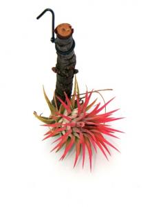 Tillandsia ionantha 'Rubra'
