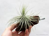 Tillandsia magnusiana