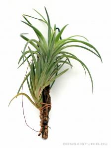 Tillandsia neglecta- szilfán