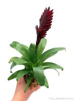 Mini bromélia parafán 05.