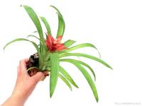 Mini bromélia parafán 09.