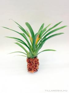 Mini bromélia parafán 11.