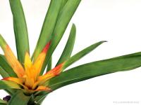 Mini bromélia parafán 11.