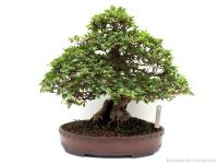 Rhododendron indicum 'Kaho', moyogi - 35cm-es bonsai}