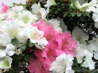 Rhododendron indicum 'Kaho', moyogi - 35cm-es bonsai}