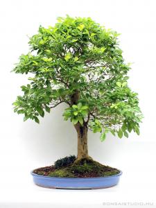 duranta excelsa bonsai