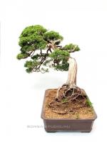 Juniperus 'Grey Owl' bonsai
