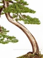 Taxus cuspidata bonsai}