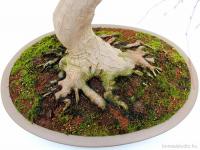 Acer palmatum bonsai - Japán juhar bonsai}