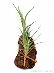 Tillandsia albertiana 01.