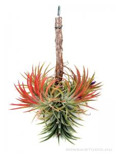 Tillandsia ionantha 'Rubra' telep 02.