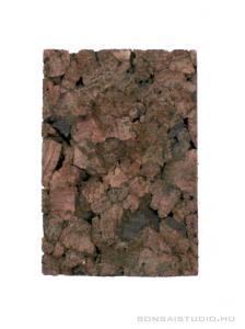 Tillandsia parafa - epifita lap 01.