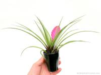Tillandsia cyanea mázas kaspóban 01.