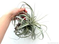 Tillandsia xerographica 02.}