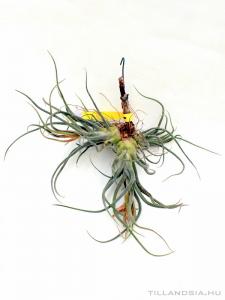 Tillandsia hybrid bulbosa x pruinosa