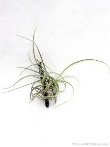 Tillandsia caliginosa x crocata