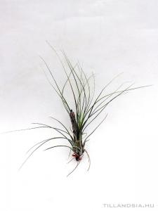Tillandsia disticha