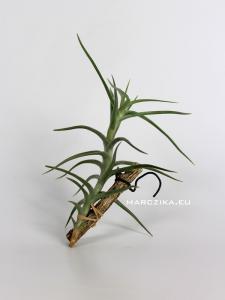 Tillandsia diaguitensis