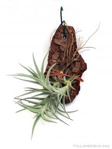 Tillandsia edithae x albertiana telep 01.