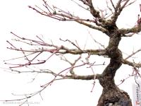 Acer palmatum - Japán juhar bonsai sekijoju stílusban}