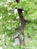 Acer palmatum - Japán juhar bonsai - 79cm