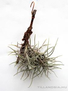 Tillandsia capillaris 1