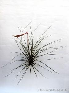 Tillandsia hammerii