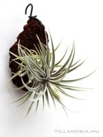 Tillandsia sucrei