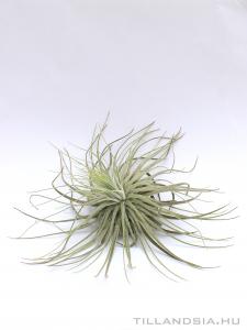 Tillandsia magnusiana - kötözetlen