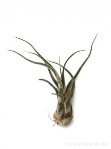 Tillandsia caput-medusae XL - kötözetlen