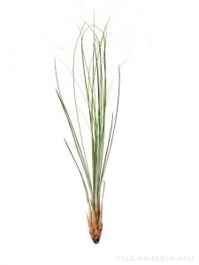 Tillandsia juncea  - kötözetlen