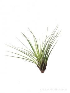 Tillandsia melanocrater L - kötözetlen