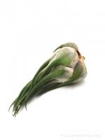 Tillandsia seleriana XL - kötözetlen