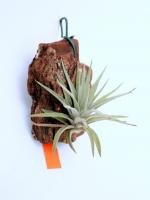 Tillandsia plagiotropica