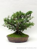 Chaenomeles japonica bonsai 02.