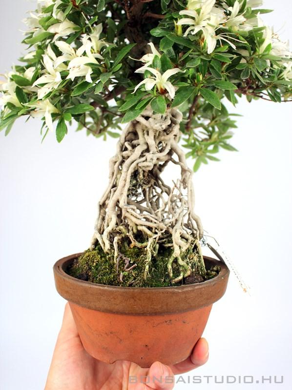 Rhododendron indicum pre bonsai 05. rhododendron, bonsai, neagari,  neargari, indicum, bonsai stilus, satsuki, azalea, asalea, pre bonsai,  prebonsai, vasarlas, rendeles, ordering, webshop, bonsai alapanyag, marczika  bonsai studio, erd, hungary bonsai ...