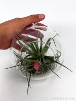 Air plant 04. - Tillandsia stricta