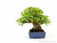 Acer buergerianum - Háromerű juhar shohin bonsai 01.