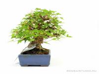 Acer buergerianum - Háromerű juhar shohin bonsai 01.}