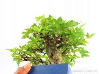 Acer buergerianum - Háromerű juhar shohin bonsai 01.}