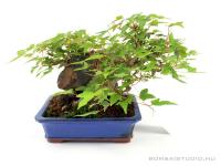 Acer buergerianum - Háromerű juhar shohin bonsai 02.