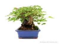 Acer buergerianum - Háromerű juhar shohin bonsai 02.}