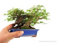 Acer buergerianum - Háromerű juhar shohin bonsai 02.}