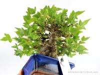 Acer buergerianum - Háromerű juhar shohin bonsai 02.}
