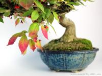 Euonymus alatus - Szárnyas kecskerágó bonsai}